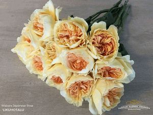 ROSE WABARA LIKUHOTALU 50